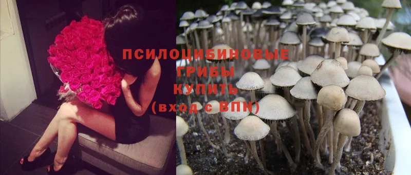 цены   Раменское  Псилоцибиновые грибы Psilocybe 